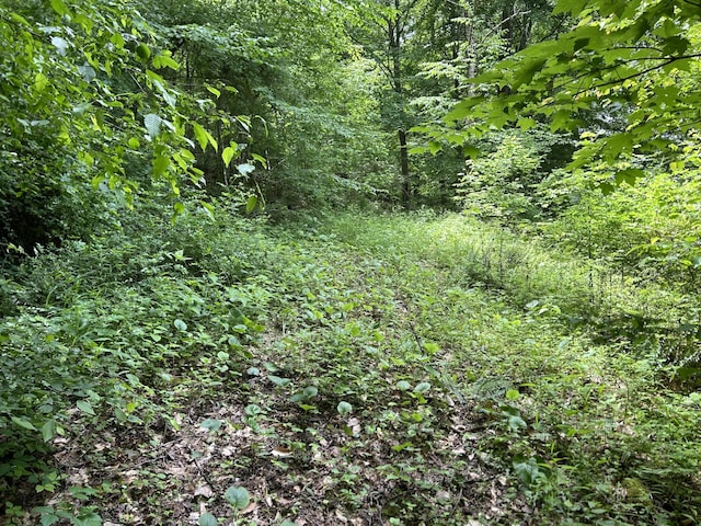 12430 E Ky-10, Quincy, KY 41166 - view of woods