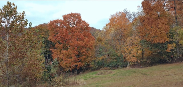 12430 E Ky-10, Quincy, KY 41166 - view of tree filled area