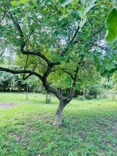 127 Circle St, London, KY 40744 - view of green lawn