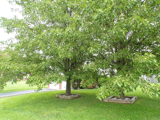 706 Allf Ln, London, KY 40741 - view of green lawn with a vegetable garden