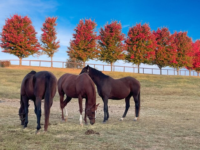 106 Sand Piper Ct, Midway, KY 40347 - view of horse barn