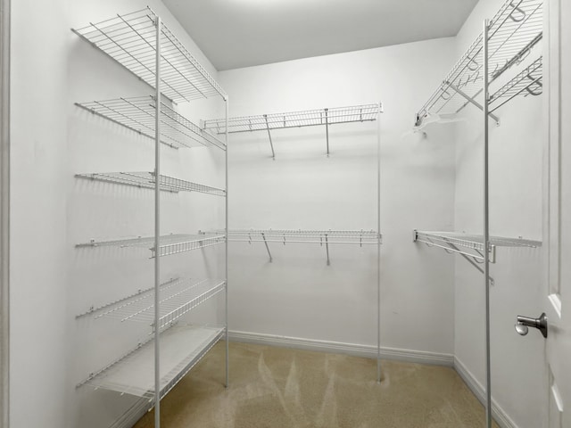 2625 Flying Ebony Dr, Lexington, KY 40509 - walk in closet with carpet floors