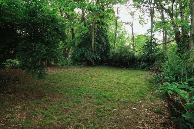 557 Chestnut St, Lexington, KY 40508 - view of grassy yard