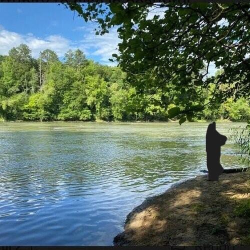 529 S 2nd St, Williamsburg, KY 40769 - water view with a heavily wooded area