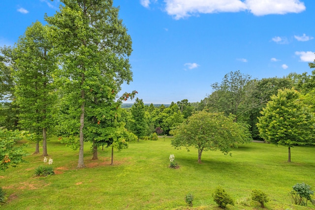 1564 High Ridge Rd, Middleburg, KY 42541 - view of grassy yard