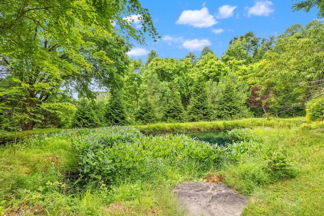 1564 High Ridge Rd, Middleburg, KY 42541 - view of undeveloped land