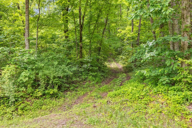 1564 High Ridge Rd, Middleburg, KY 42541 - view of woods