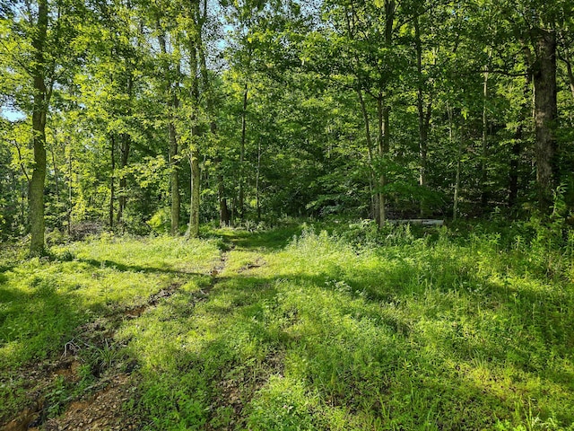 1445 Bastin Creek Rd, Kings Mountain, KY 40442 - view of tree filled area