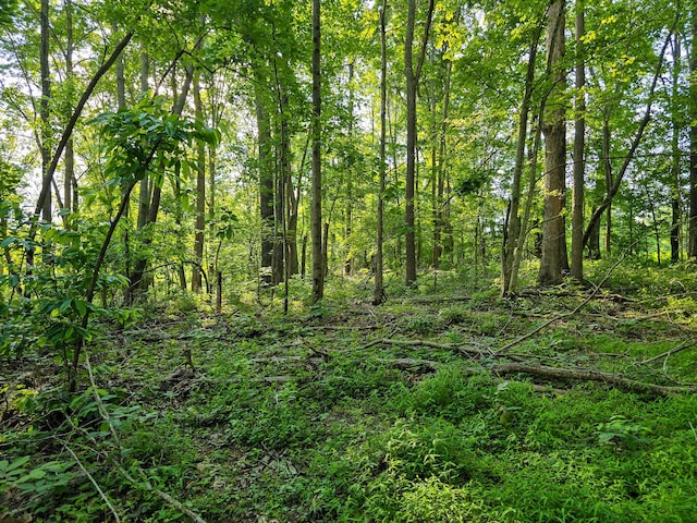 1445 Bastin Creek Rd, Kings Mountain, KY 40442 - view of wooded area