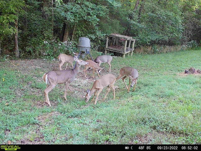 1020 Cornish Ln, Lawrenceburg, KY 40342 - view of yard