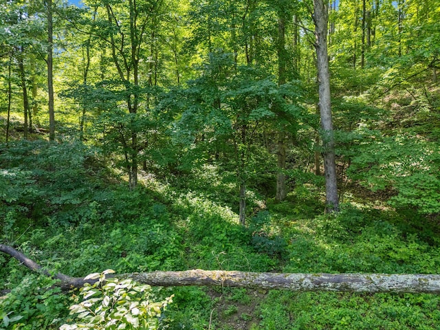 1100 Doublegate Rd, Jeffersonville, KY 40337 - view of tree filled area