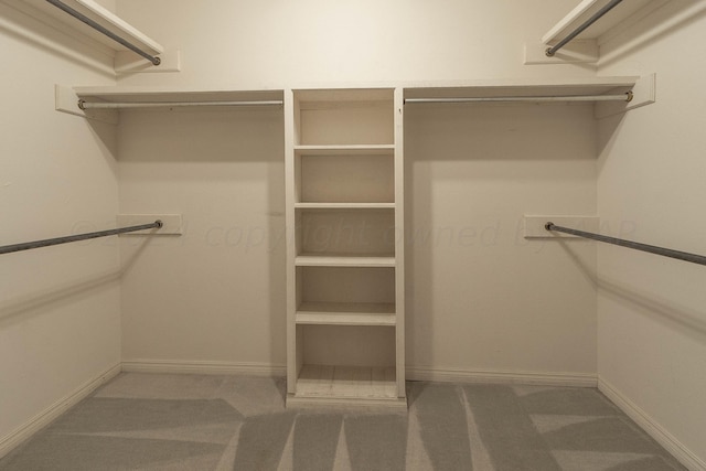 spacious closet featuring carpet flooring