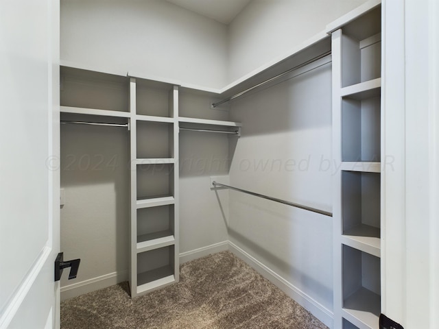 walk in closet featuring carpet floors