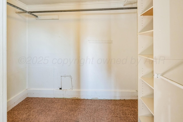 spacious closet with carpet