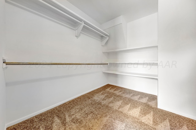 spacious closet with carpet flooring