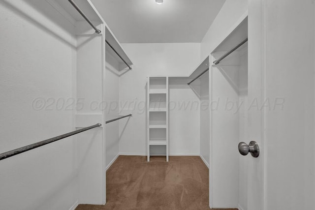 spacious closet featuring carpet flooring