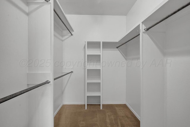 walk in closet with carpet flooring