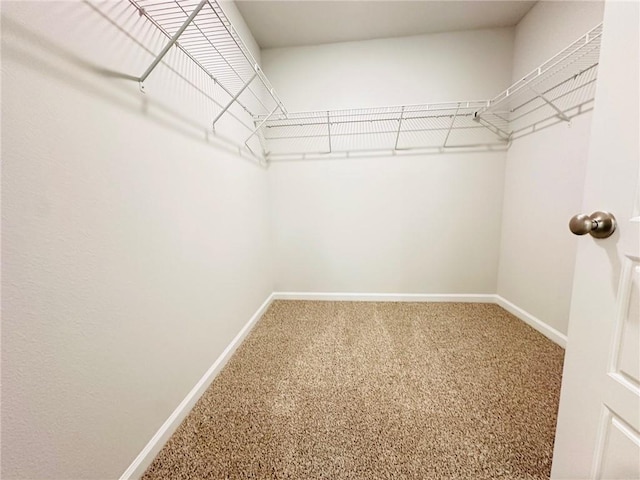 spacious closet with carpet flooring