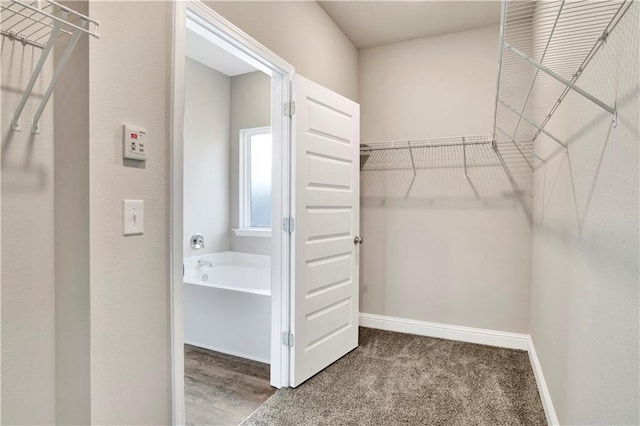 walk in closet featuring carpet floors