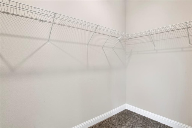 walk in closet featuring carpet floors