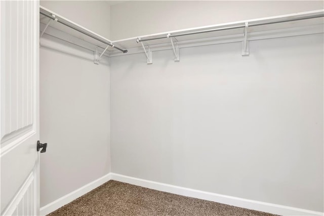 walk in closet with carpet flooring