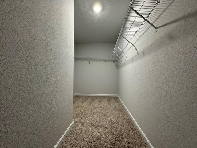 spacious closet featuring carpet flooring