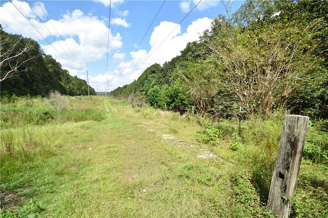 view of local wilderness