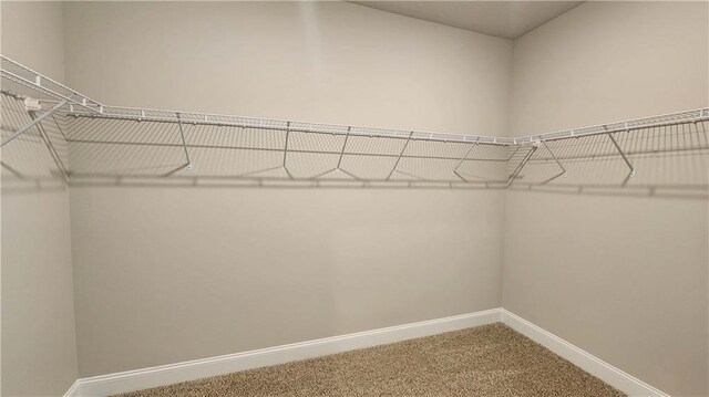 walk in closet with carpet flooring