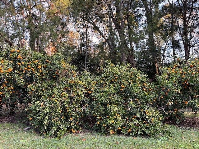 5039 Cole Dr W, Mobile, AL 36619 - view of yard
