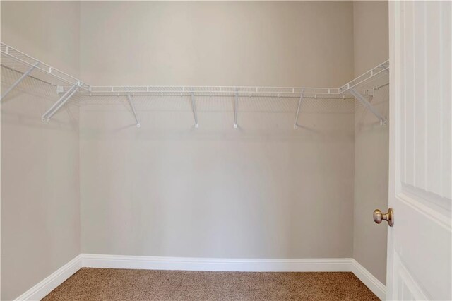 walk in closet with carpet