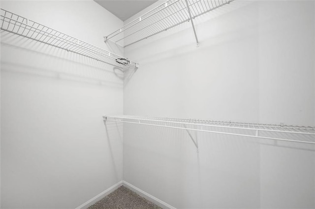 spacious closet featuring carpet flooring