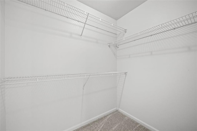 spacious closet featuring carpet