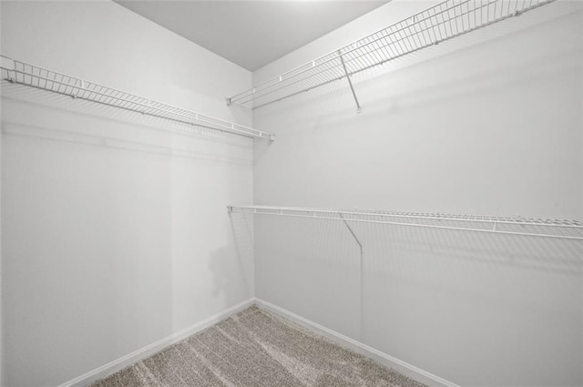 walk in closet featuring carpet flooring