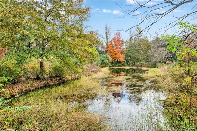 view of local wilderness