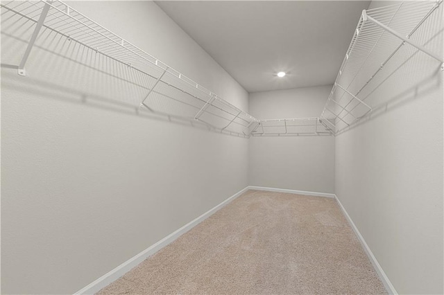 walk in closet with carpet flooring