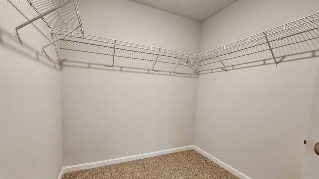 spacious closet featuring carpet floors