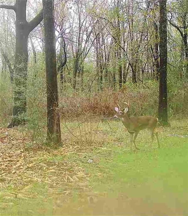 view of nature