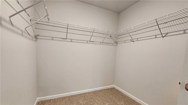 walk in closet featuring carpet floors