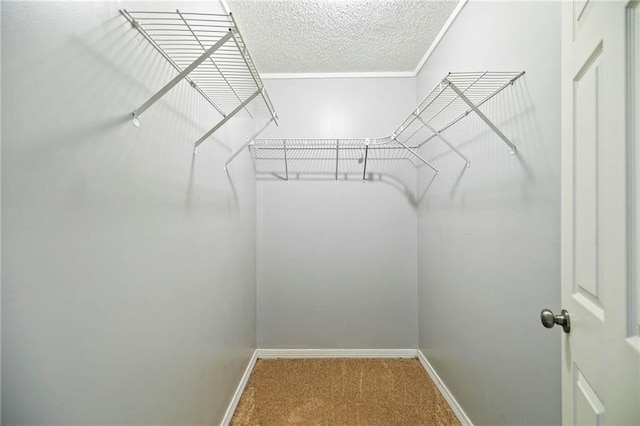 spacious closet featuring carpet flooring