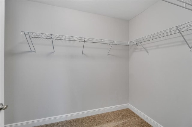 spacious closet featuring carpet floors