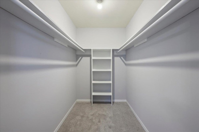 spacious closet featuring carpet flooring