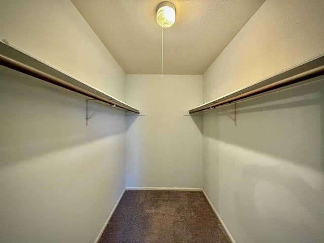 spacious closet featuring carpet