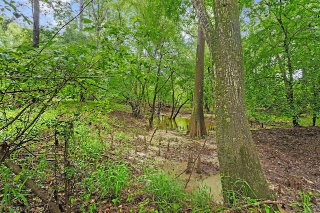 view of local wilderness