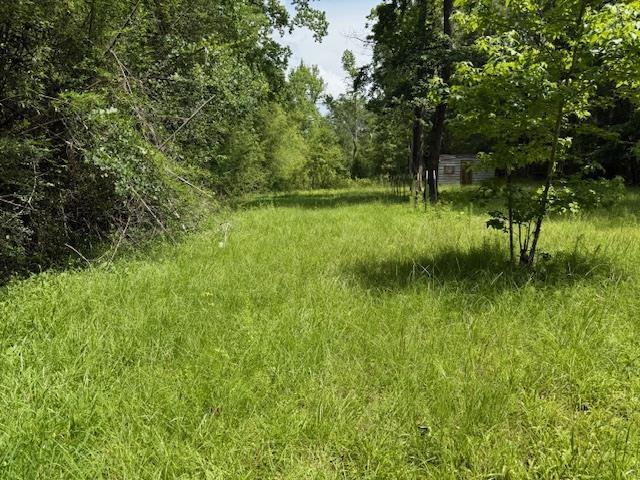 1700 Woodrow St, Silsbee, TX 77656 - view of local wilderness