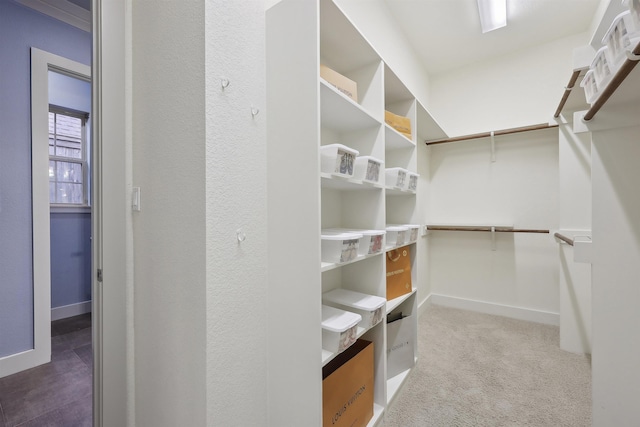 spacious closet featuring carpet flooring