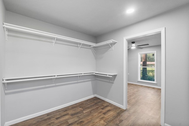 walk in closet featuring ceiling fan and dark wood-type flooring