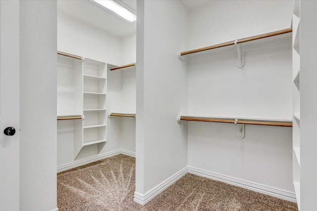 spacious closet featuring carpet