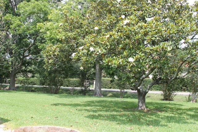 4246 Griffing Dr, Port Arthur, TX 77642 - view of green lawn