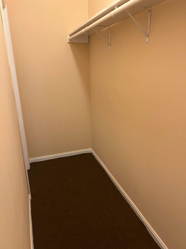 spacious closet featuring carpet