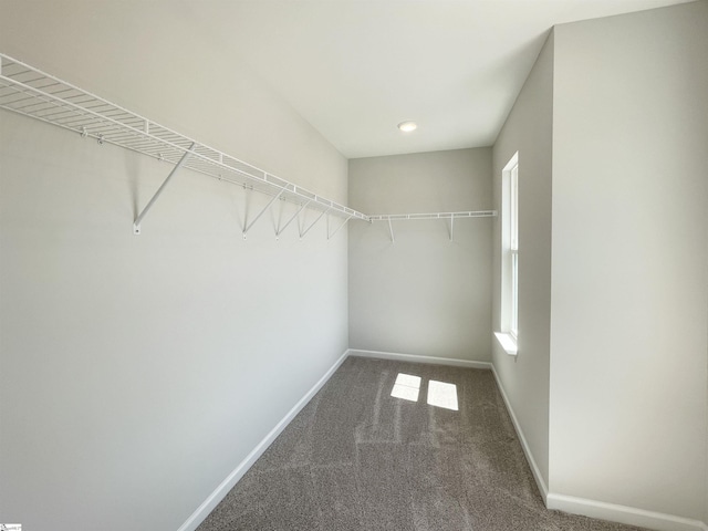 walk in closet featuring carpet flooring